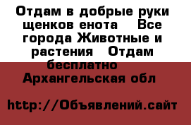 Отдам в добрые руки щенков енота. - Все города Животные и растения » Отдам бесплатно   . Архангельская обл.